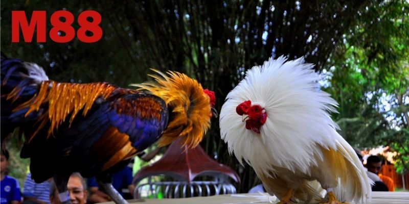 Những lý do khiến Đá gà M88 được yêu thích