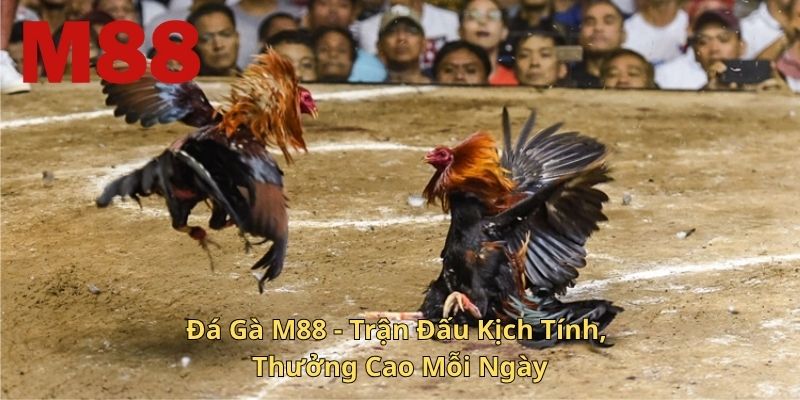 Đá Gà M88
