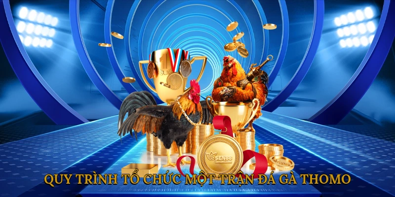 Quy trình tổ chức một trận đá gà Thomo