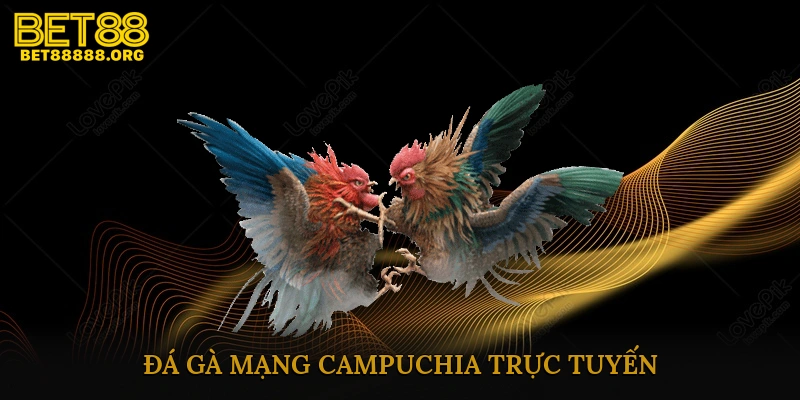 Đá gà mạng Campuchia trực tuyến