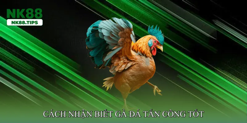 Cách nhận biết gà đá tấn công tốt