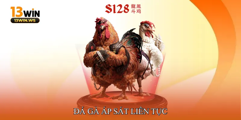 đá gà áp sát liên tục